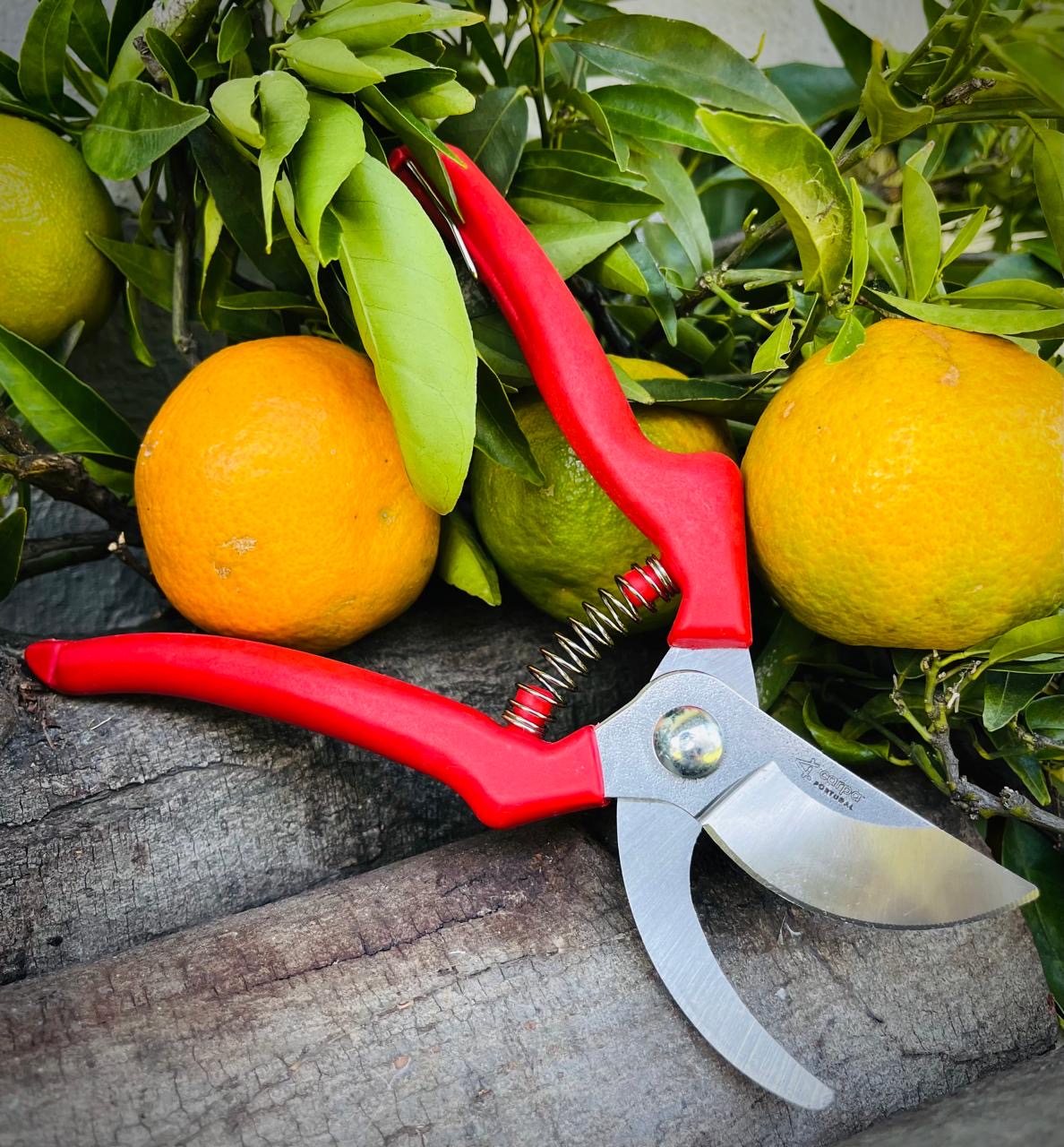 High-Leverage Pruning Shears